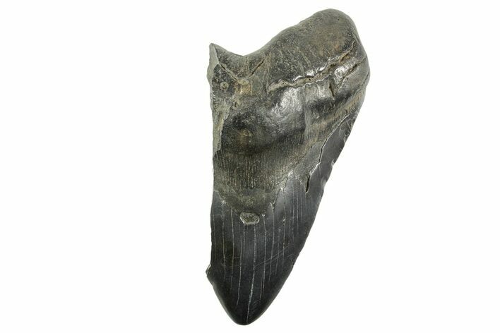 Partial Fossil Megalodon Tooth - South Carolina #365806